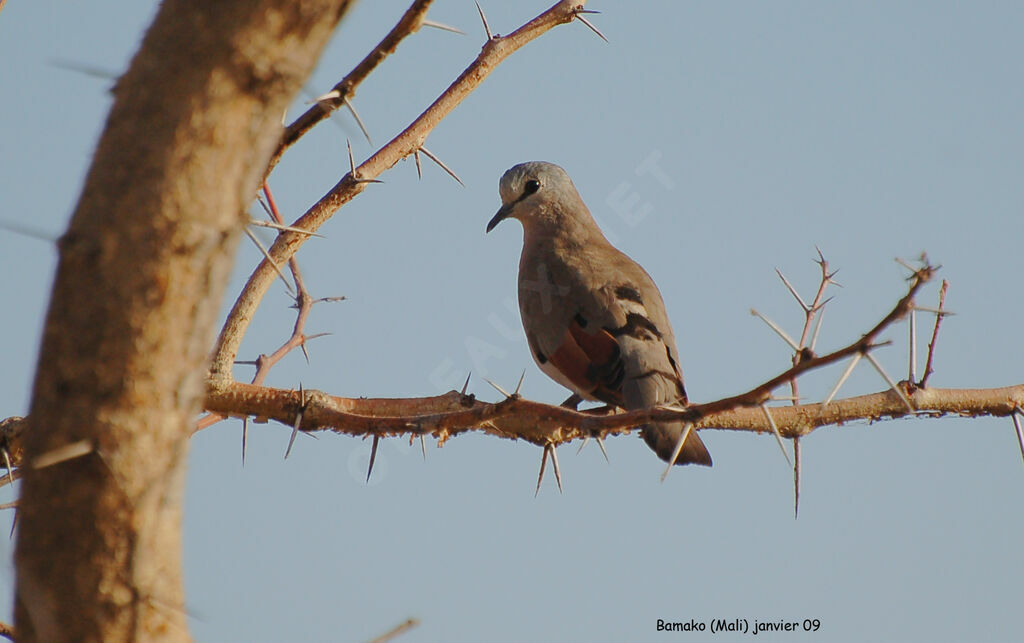 Tourtelette d'Abyssinieadulte, identification