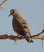 Black-billed Wood Dove