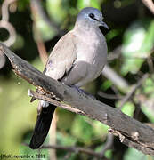 Black-billed Wood Dove