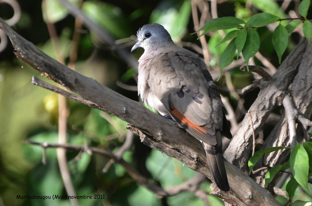 Black-billed Wood Dove