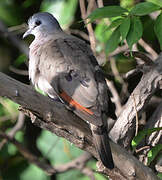 Black-billed Wood Dove