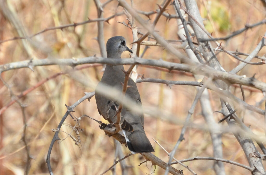 Black-billed Wood Doveadult