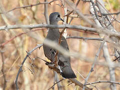 Black-billed Wood Dove