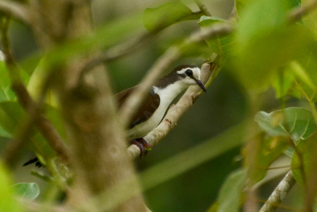 Tourtelette tambouretteadulte nuptial, identification