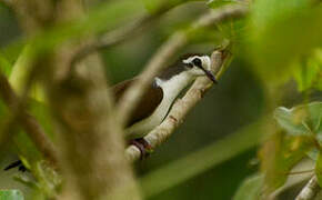 Tambourine Dove