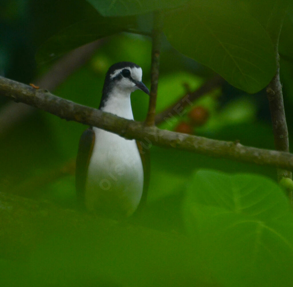 Tambourine Doveadult, identification