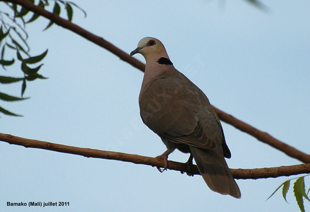 Red-eyed Doveadult, identification