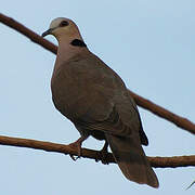 Red-eyed Dove