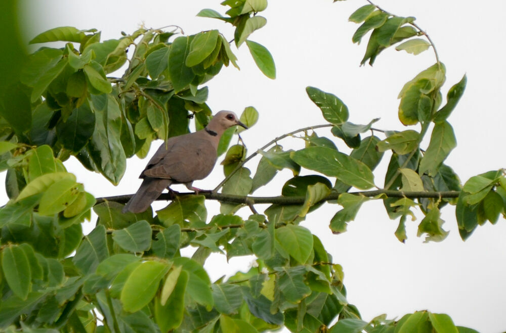 Red-eyed Dove