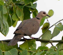 Red-eyed Dove