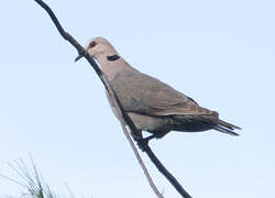 Red-eyed Dove