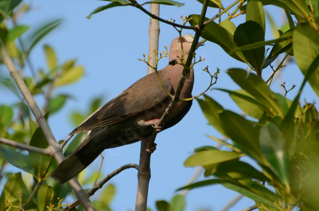 Red-eyed Doveadult