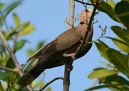 Red-eyed Dove