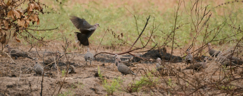 Red-eyed Dove, eats