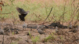 Red-eyed Dove