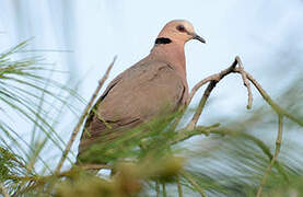 Red-eyed Dove