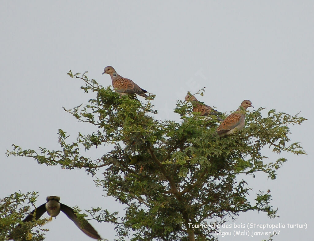 European Turtle Dove