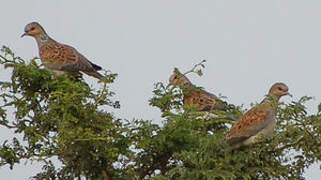 European Turtle Dove