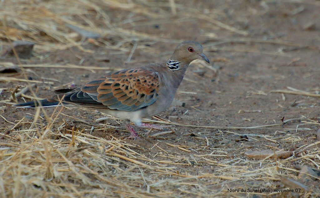 European Turtle Dove