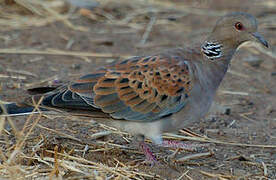 European Turtle Dove