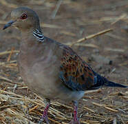 European Turtle Dove