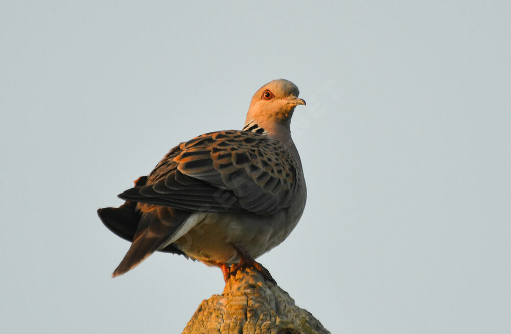 European Turtle Doveadult