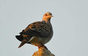 European Turtle Dove