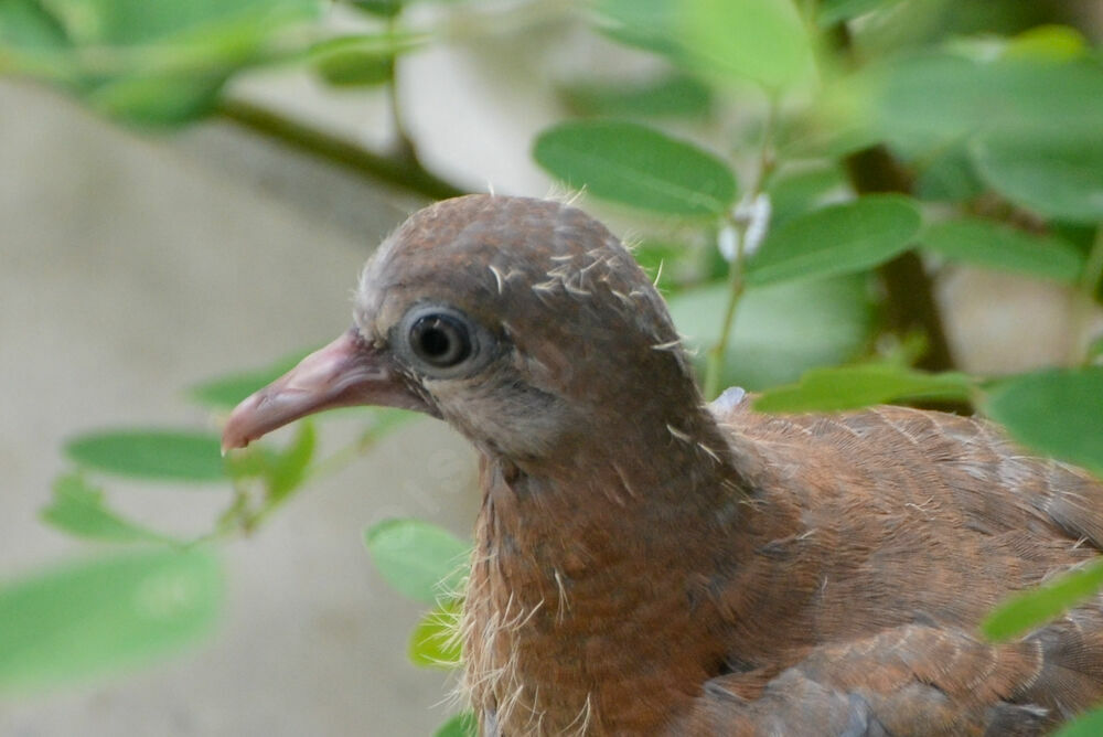 Tourterelle mailléejuvénile, identification, Nidification