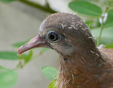 Laughing Dove