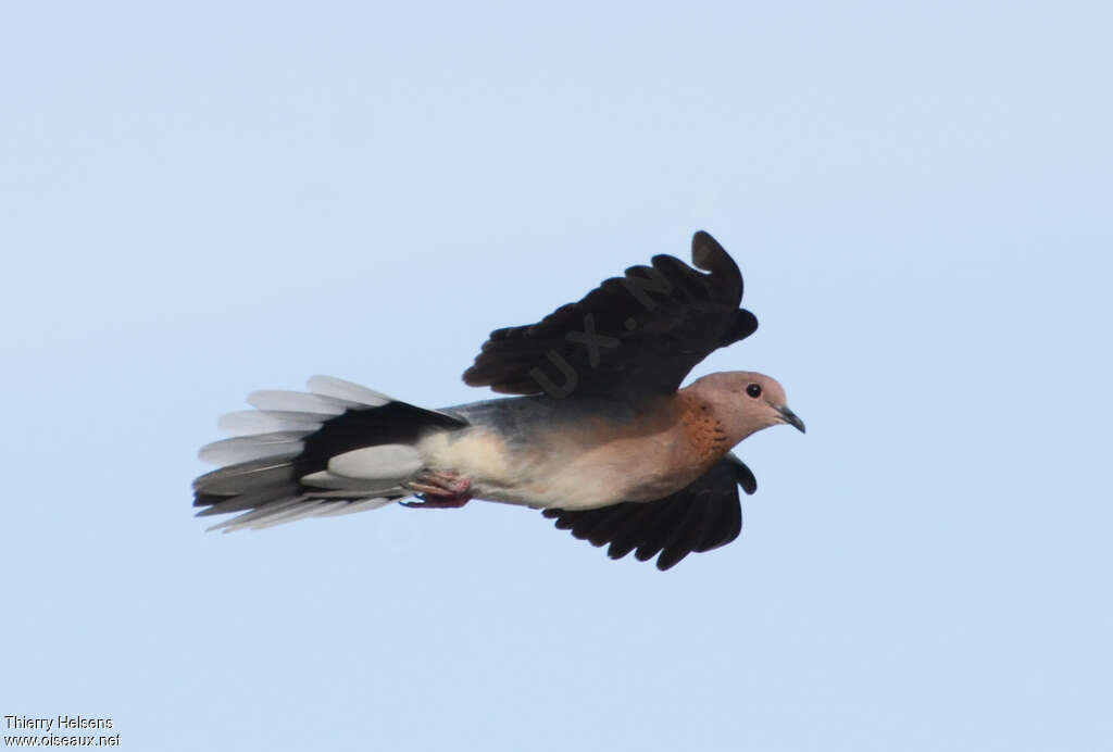 Laughing Doveadult, Flight