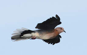 Laughing Dove