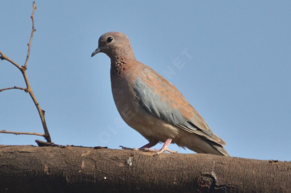 Tourterelle maillée