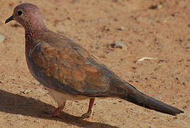 Laughing Dove