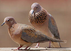 Laughing Dove