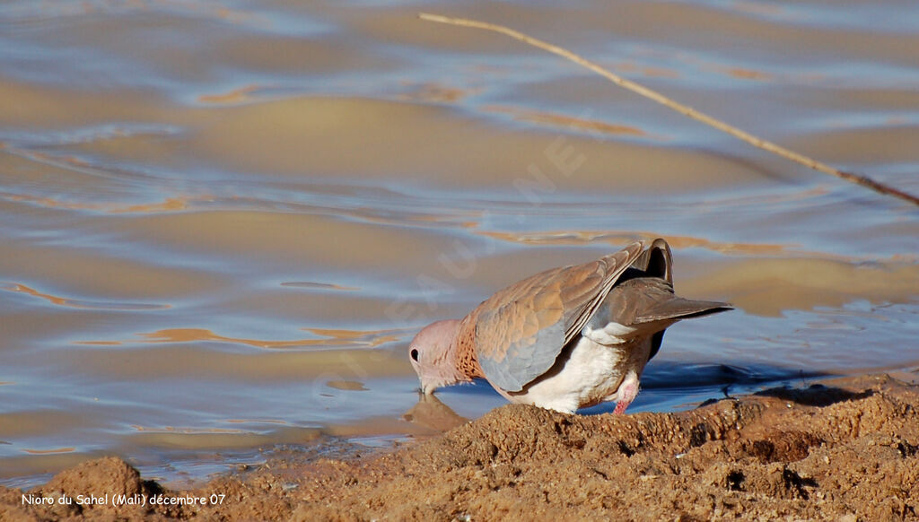 Laughing Dove