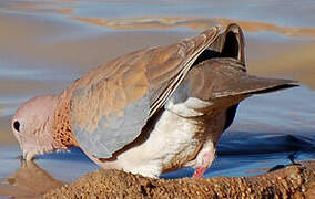 Laughing Dove