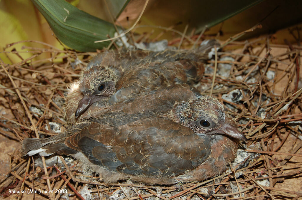 Laughing Dovejuvenile