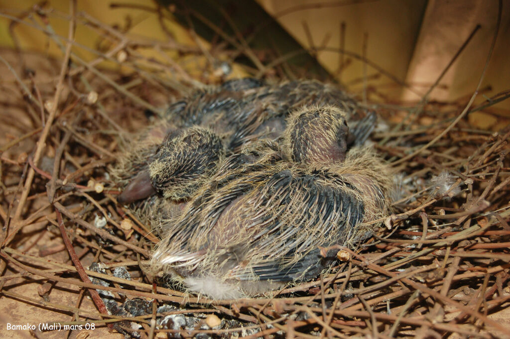 Laughing Dovejuvenile