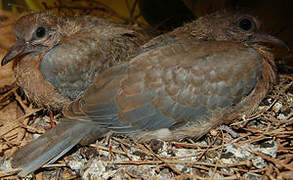 Laughing Dove