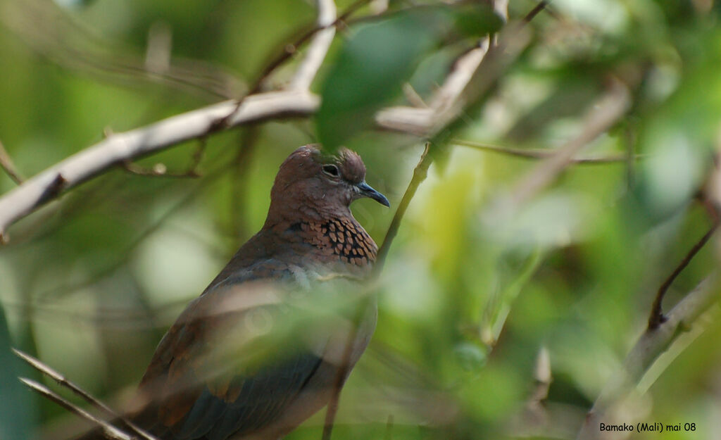 Laughing Dove