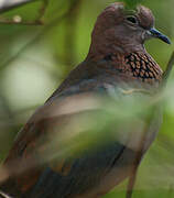 Laughing Dove