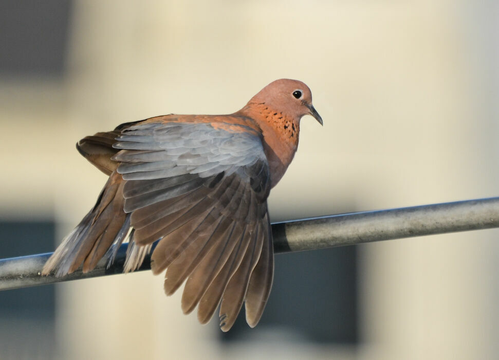 Laughing Doveadult, identification