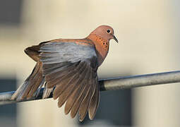 Laughing Dove