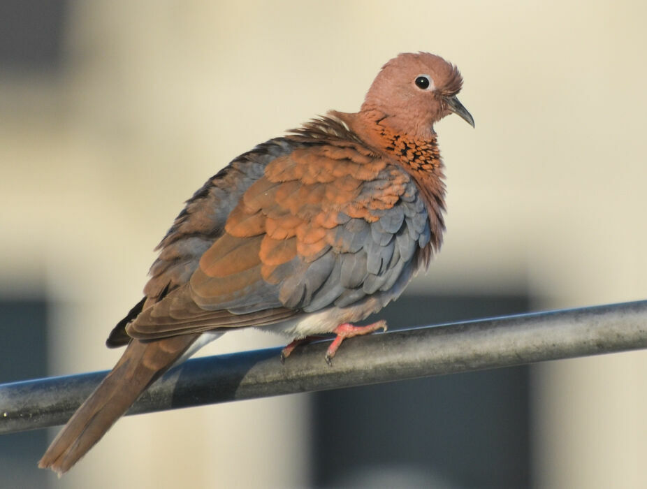 Laughing Doveadult, identification