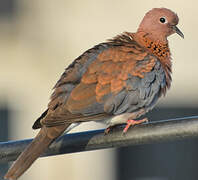 Laughing Dove