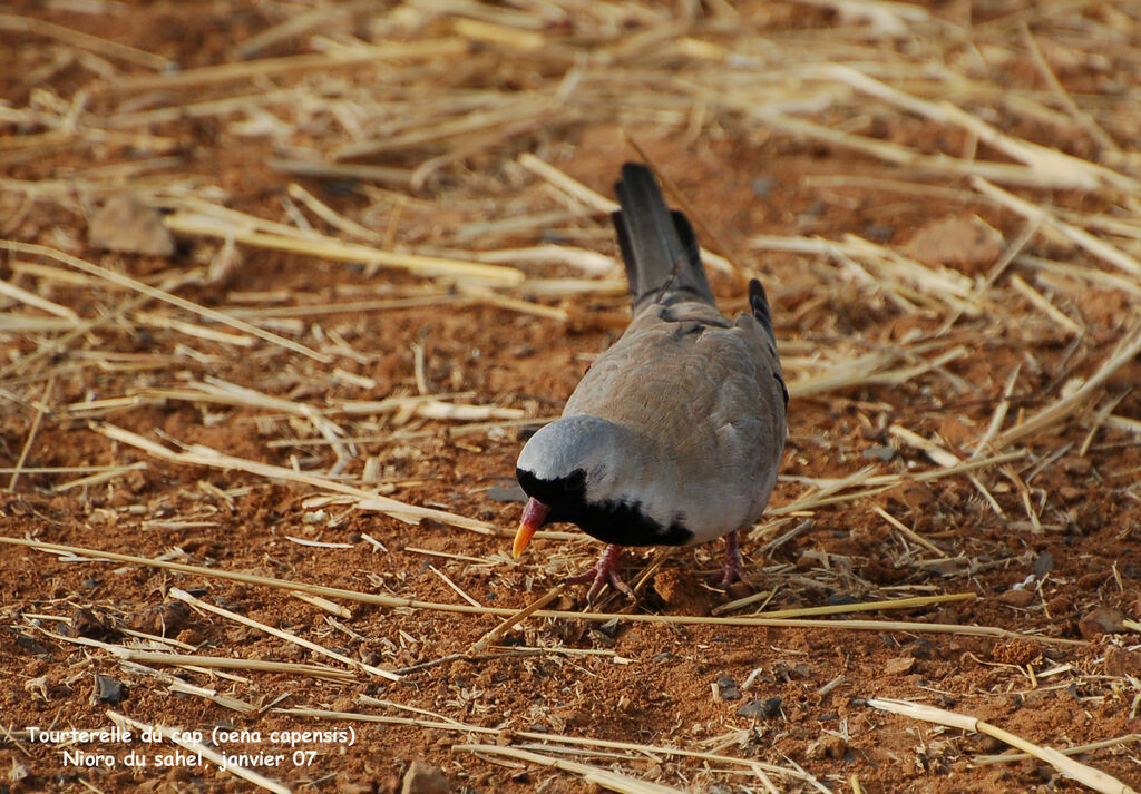 Namaqua Dove male adult