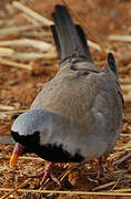 Namaqua Dove