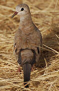 Namaqua Dove