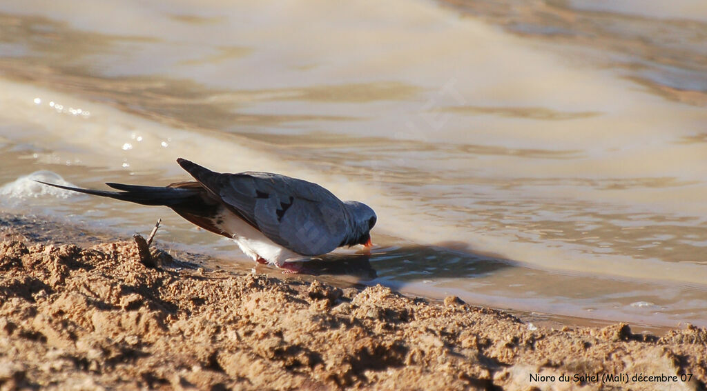 Namaqua Dove