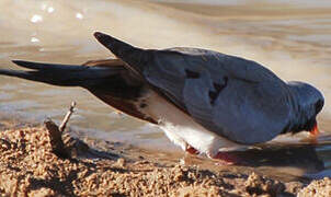 Namaqua Dove